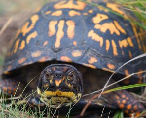 box turtle